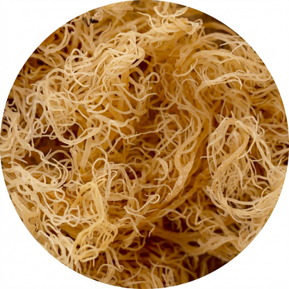 Irish mos ( Iers moss ) - Biologisch